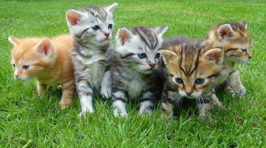 4 chatons de différents pelage sur le gazon.