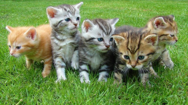 4 chatons de différents pelage sur le gazon.